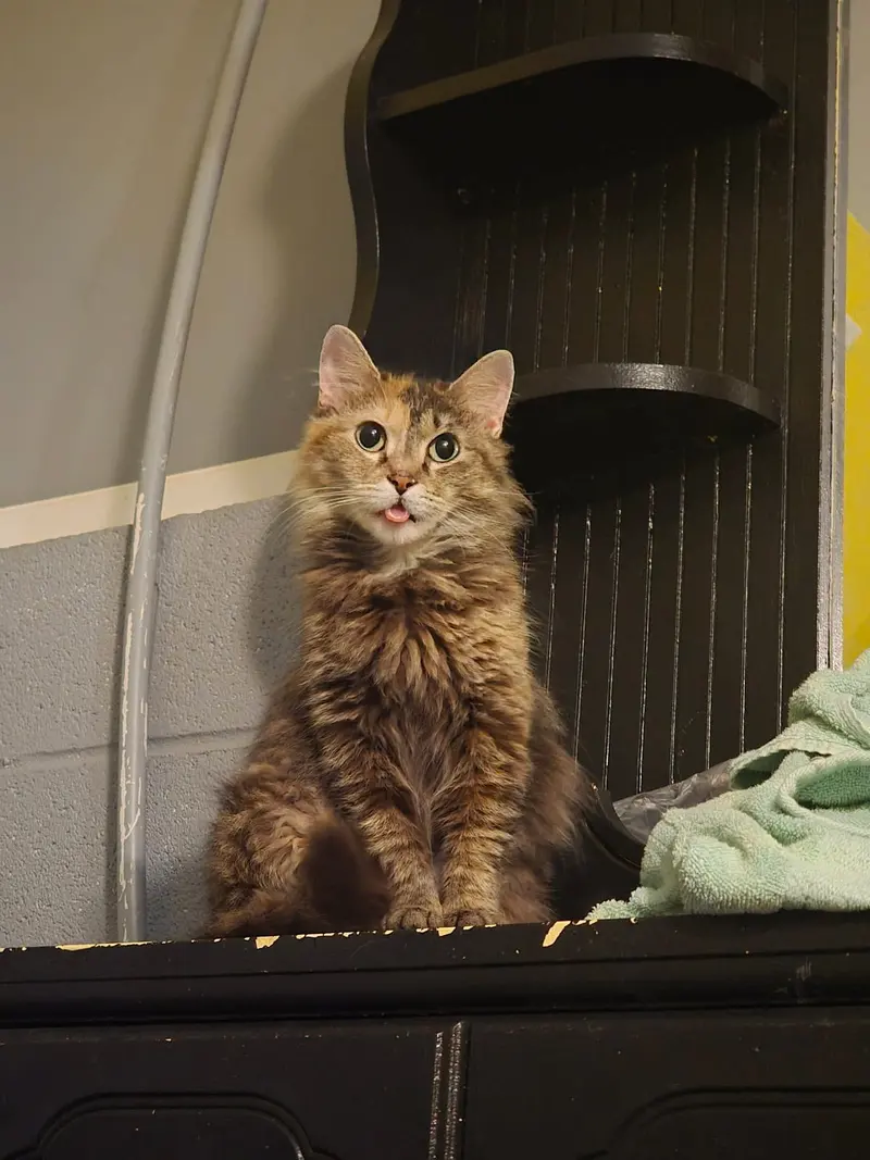 Edith, a female cat up for adoption