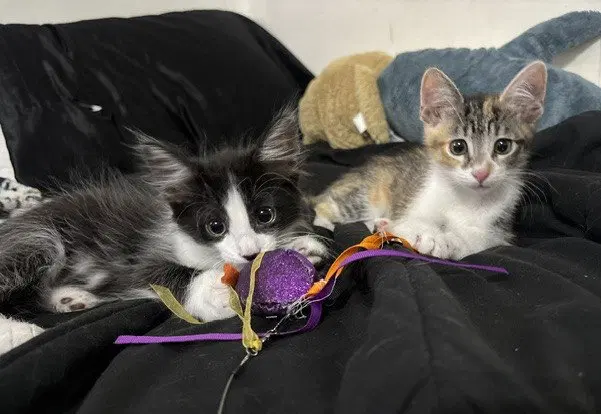 Kitten Waluigi, photo 5