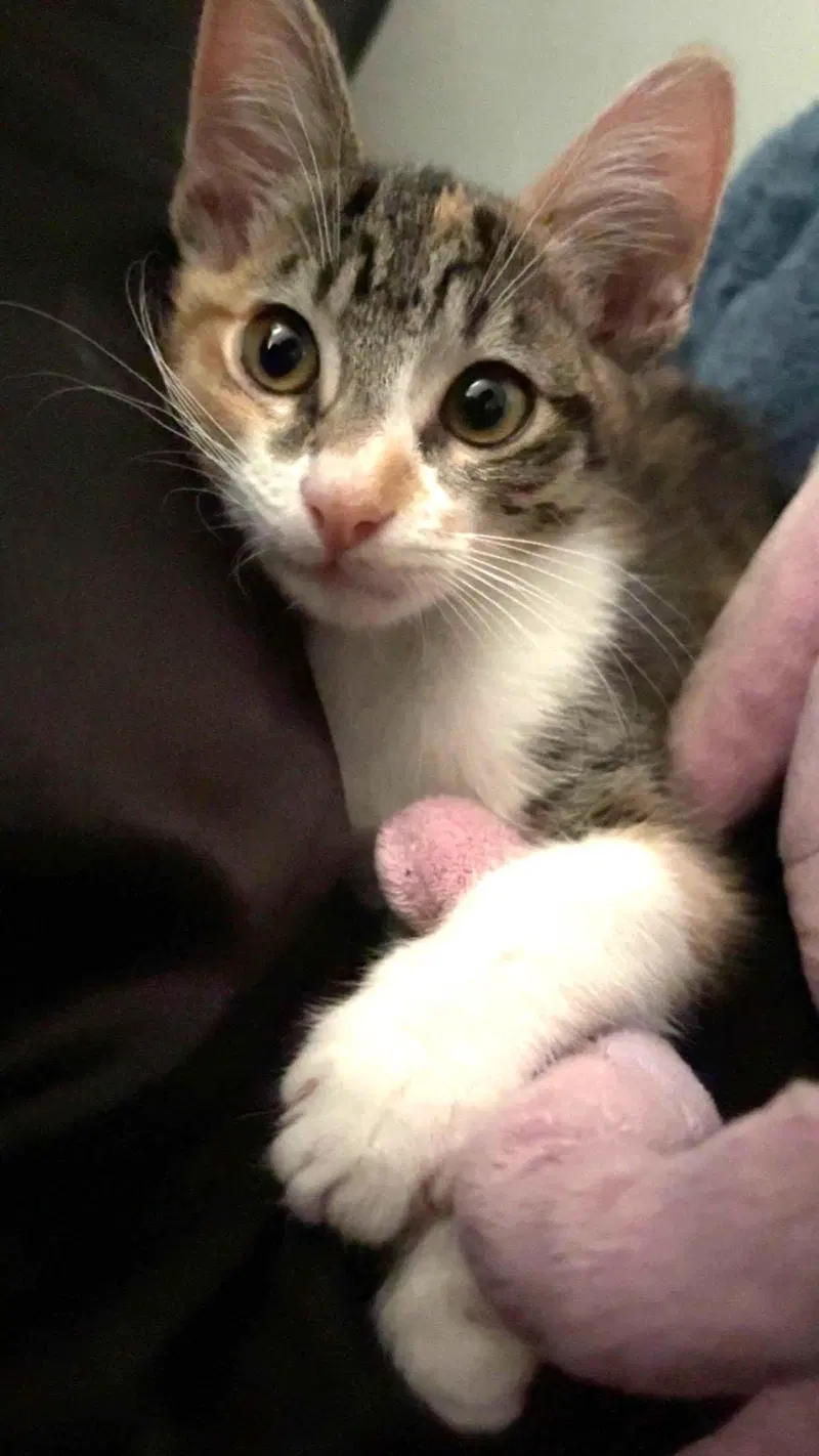 Kitten Waluigi, photo 3