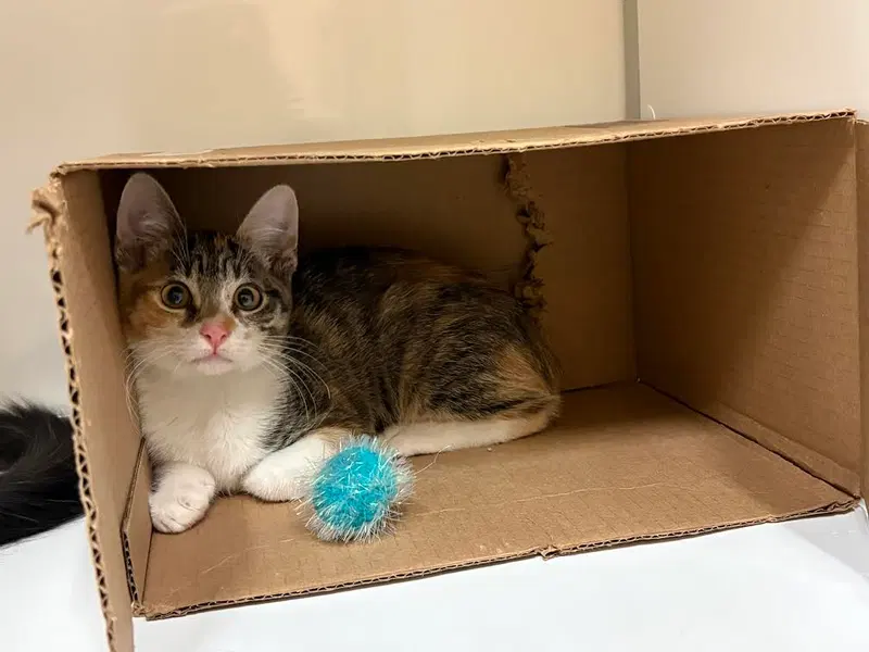 Kitten Waluigi, photo 4