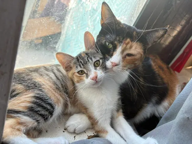 Kitten Waluigi, photo 6