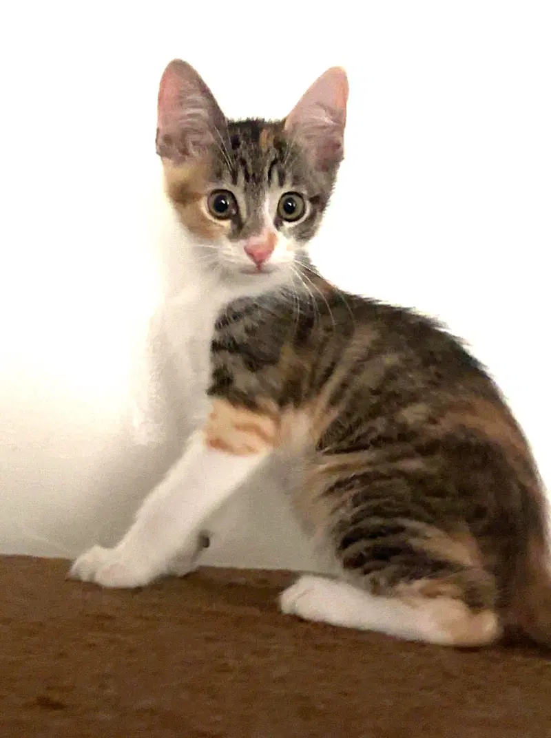 Kitten Waluigi, photo 2