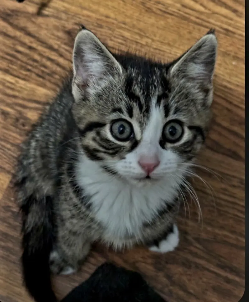 Bunny, a female kitten up for adoption