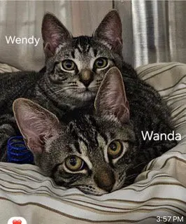 Wendy, a female Tabby kitten up for adoption