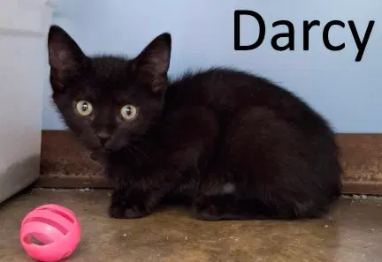 Darcy, photo 4