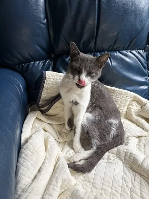 Mia, a young female cat up for adoption