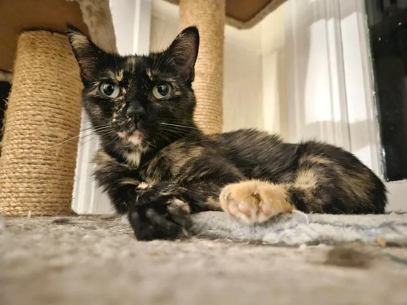 Alice, an adult female Tortoiseshell cat up for adoption