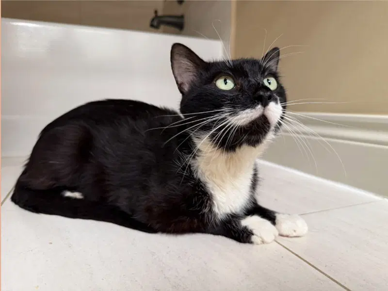 Tucker, an adult male American Shorthair cat up for adoption