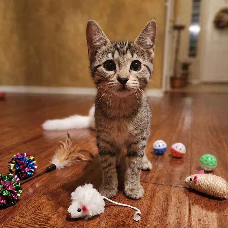 Copper, a male kitten up for adoption