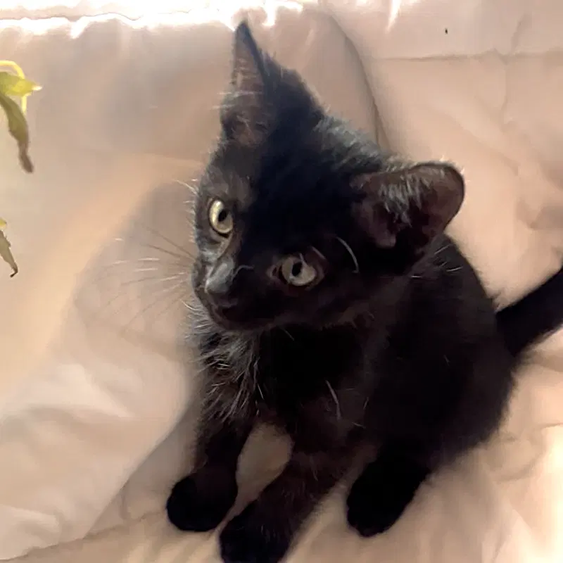 ShadowPuff, a male Oriental Short Hair kitten up for adoption