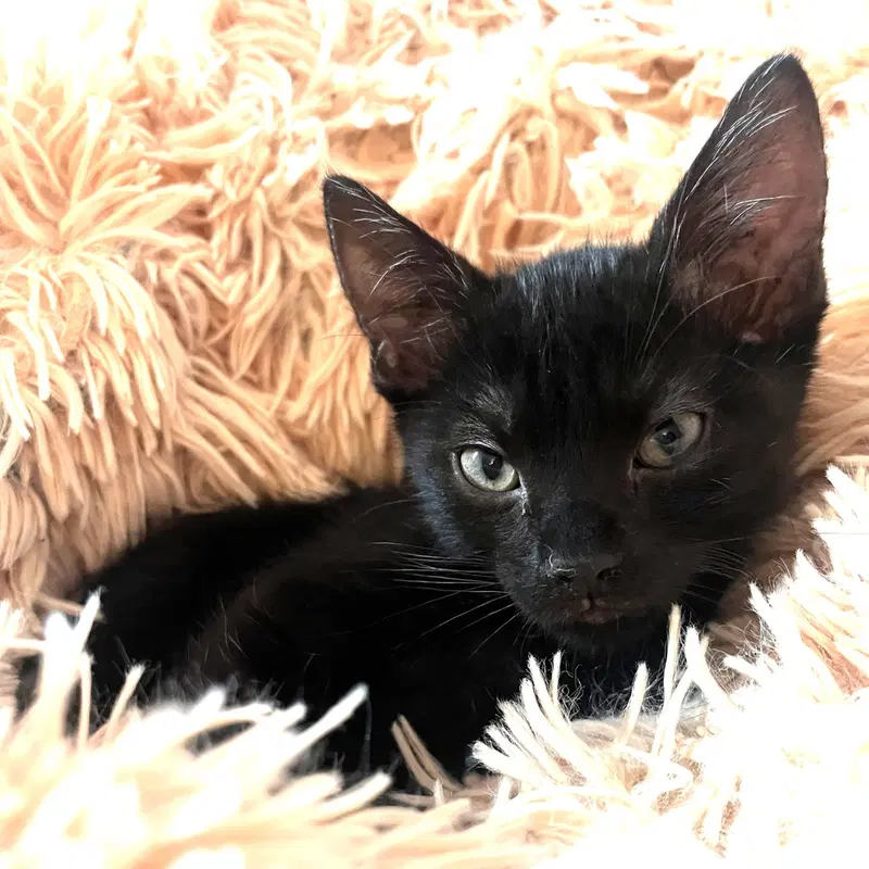 ShadowPuff, photo 2