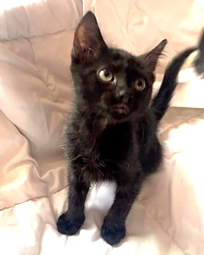 ShadowPuff, photo 3
