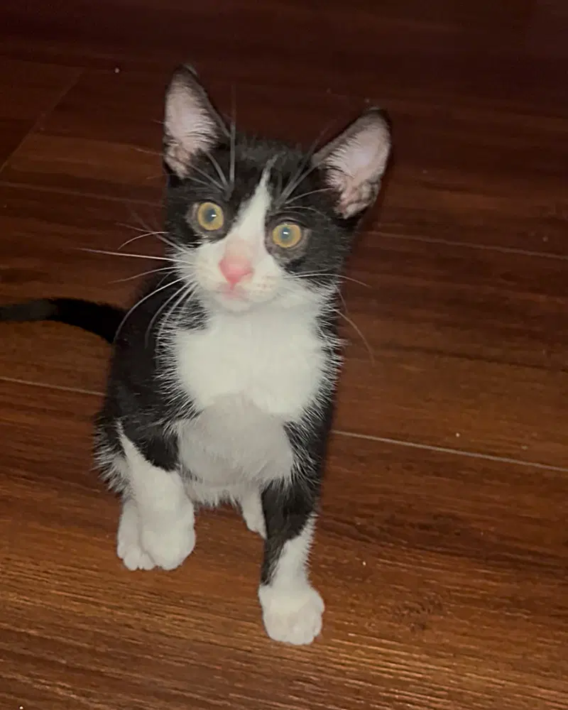 Lucky, photo 6