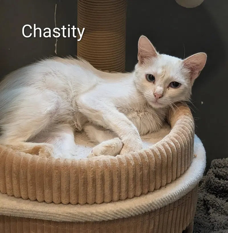 Chastity, photo 4