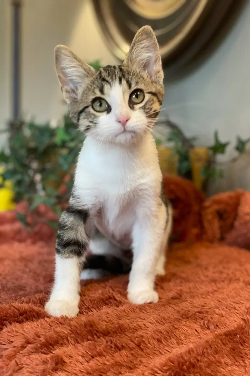 Brook, a female Tabby kitten up for adoption
