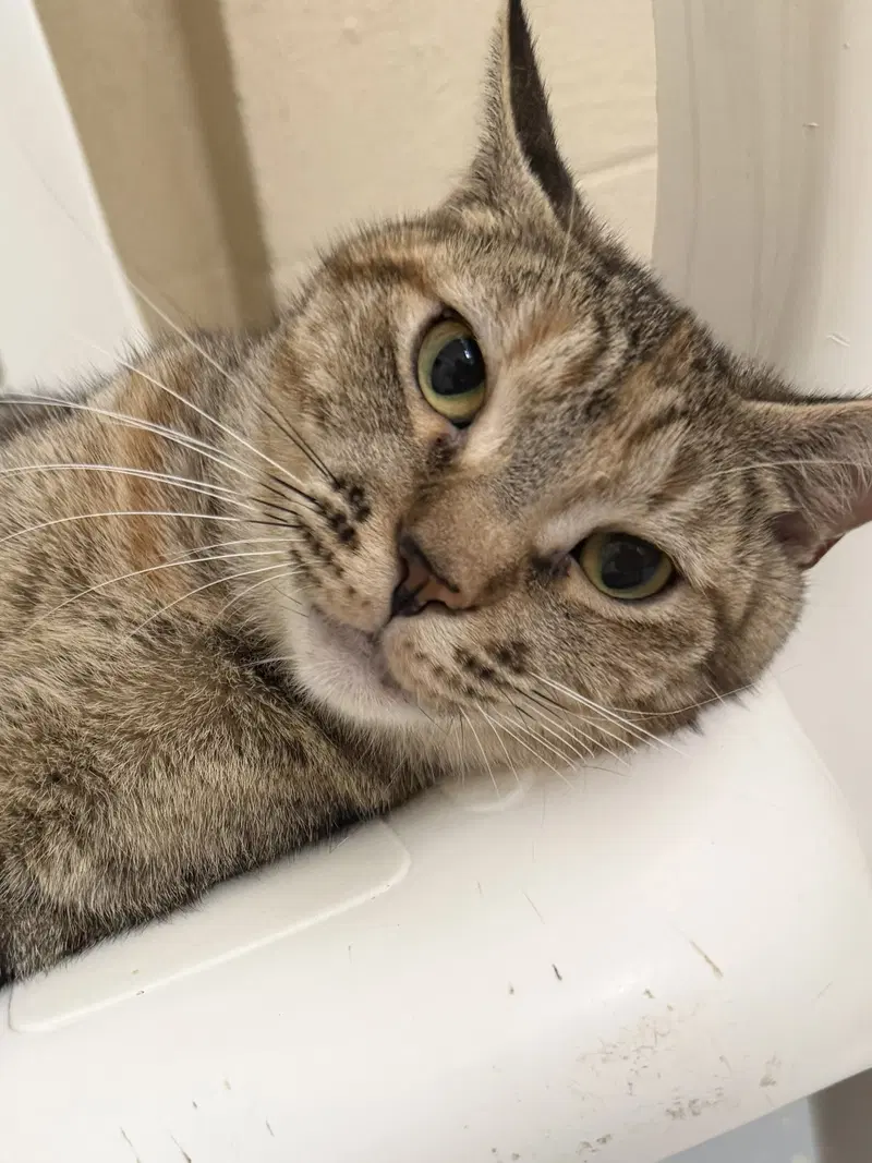 Eloise, an adult female cat up for adoption