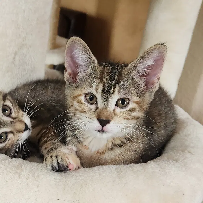 Princess Pineapple, a female kitten up for adoption