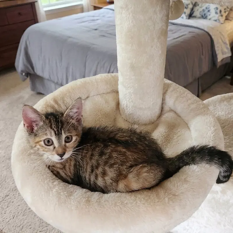 Princess Pineapple, photo 2