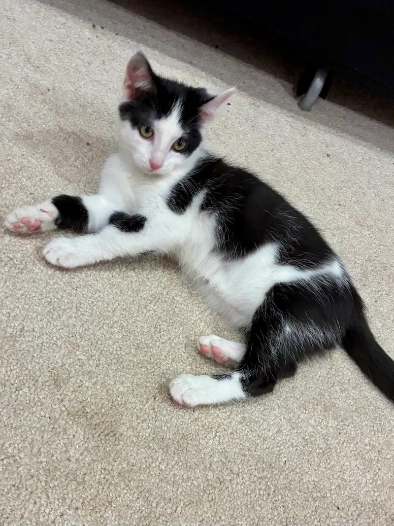 Cat, photo 4
