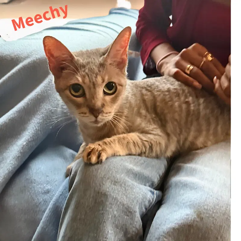 Meechy, a senior female American Shorthair cat up for adoption