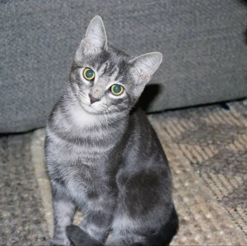 Misty, a female Tabby cat up for adoption