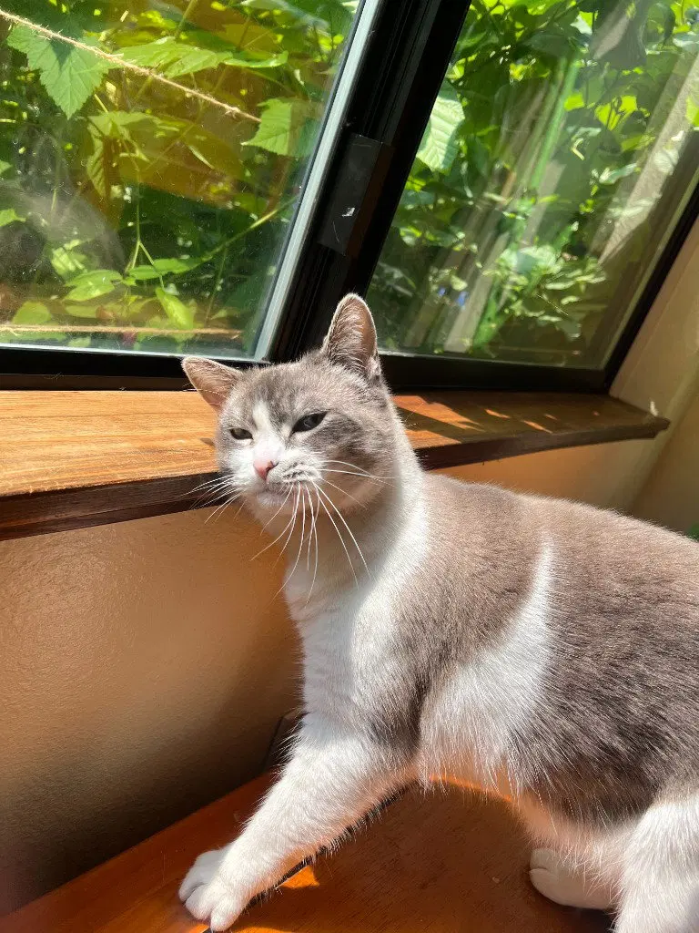 Becky, an adult female cat up for adoption