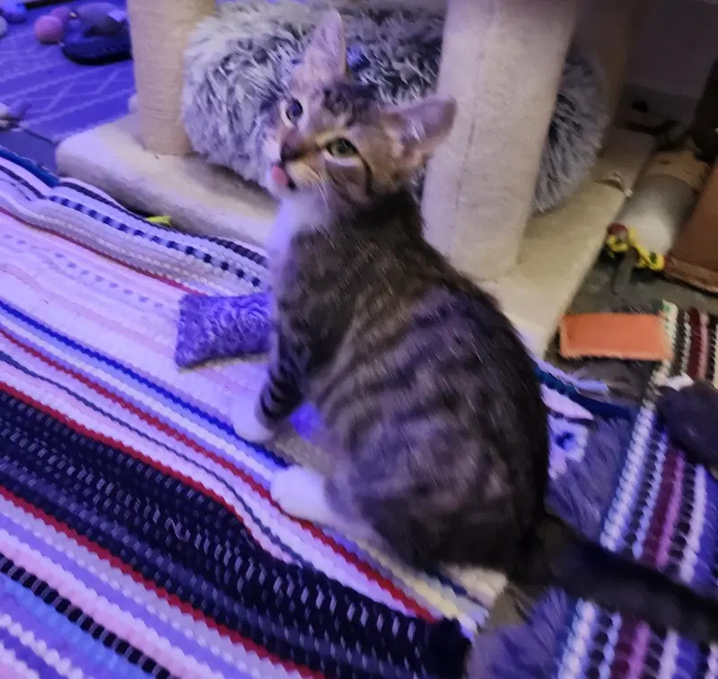 Rocky, photo 2