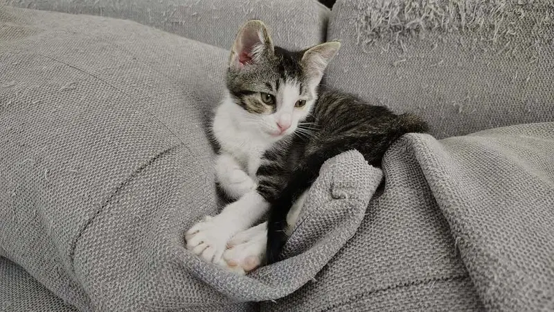 Tweety Bird, a male kitten up for adoption