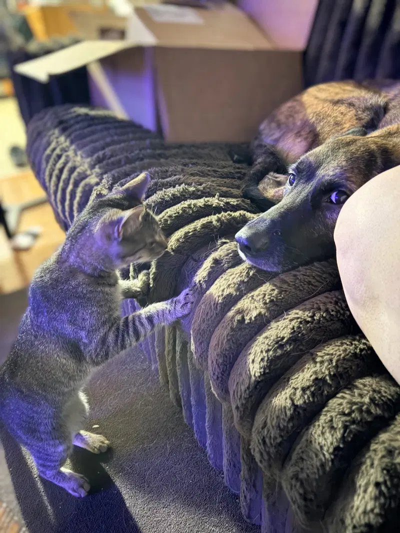 Mr. Kitty, photo 3
