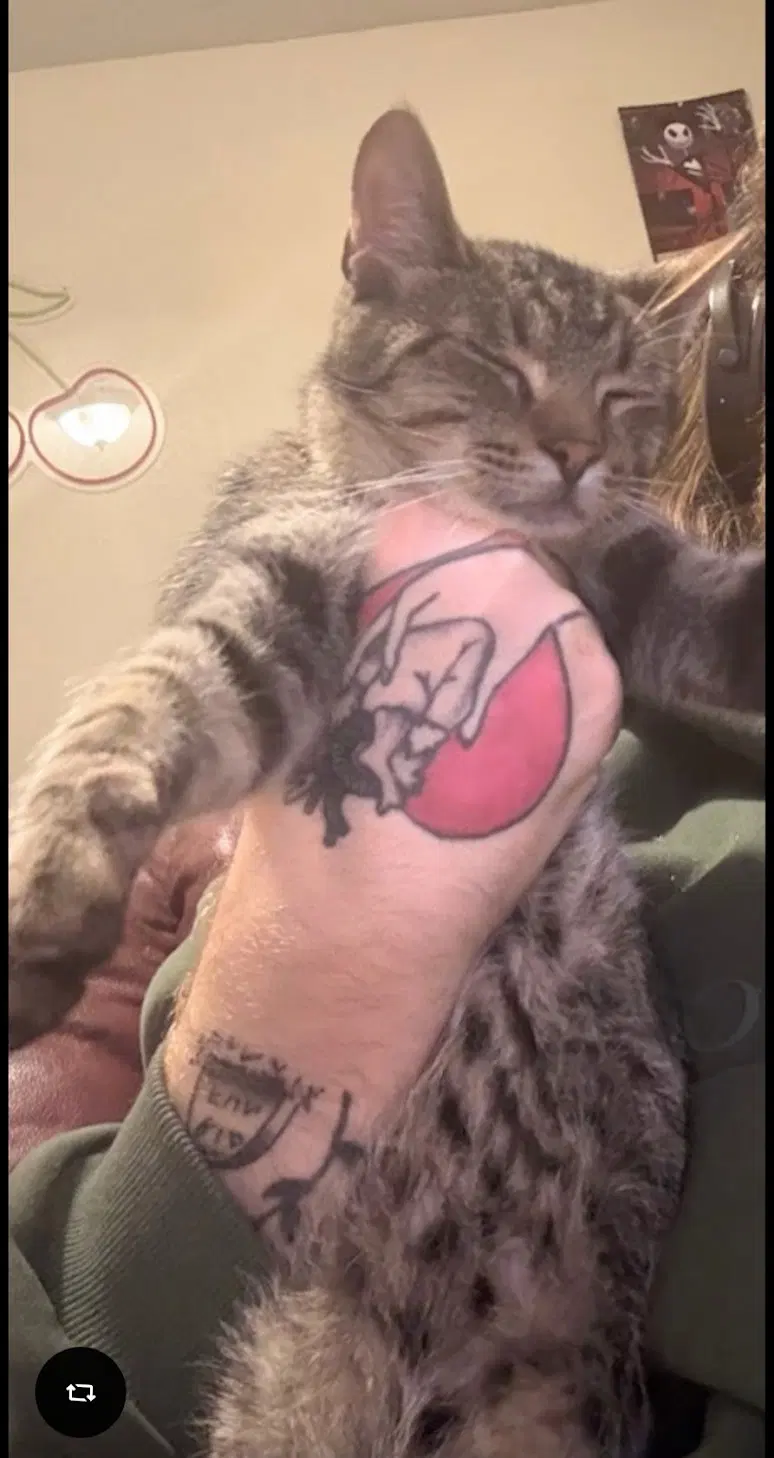 Mr. Kitty, photo 4