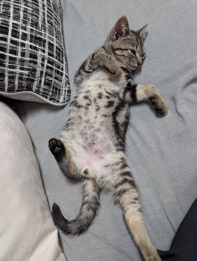 Oreo, photo 3