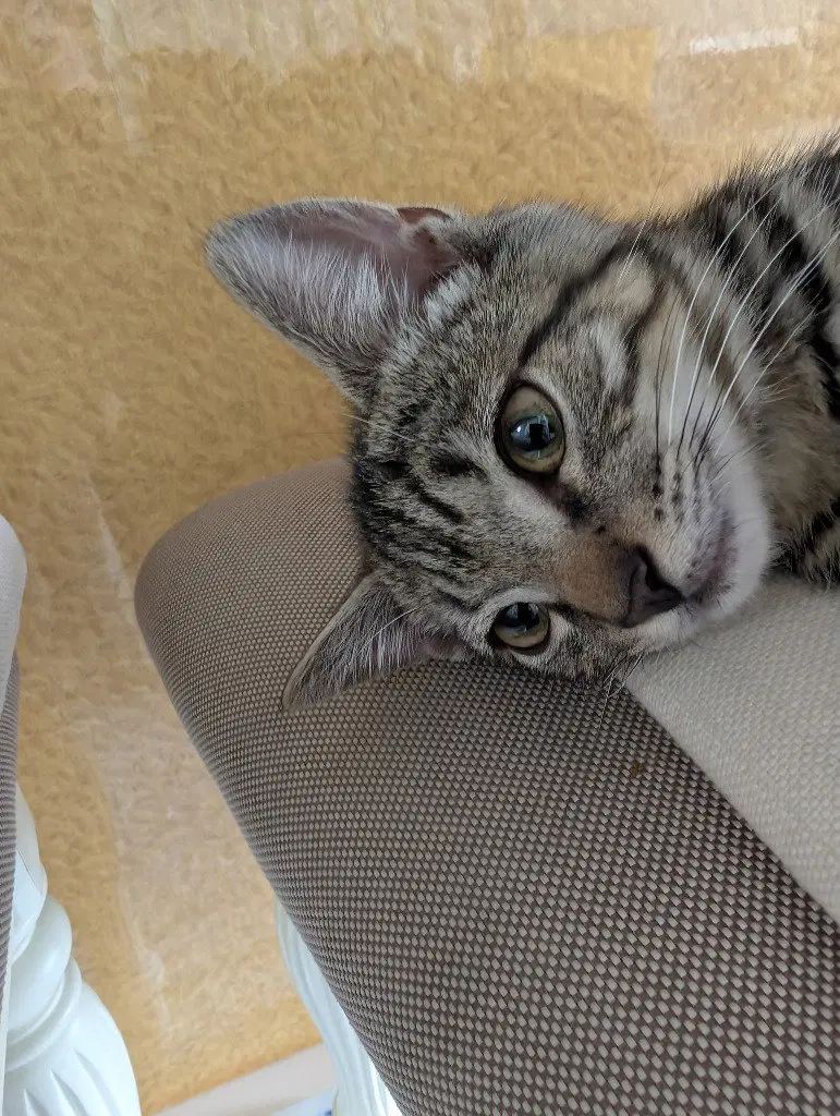 Oreo, photo 4