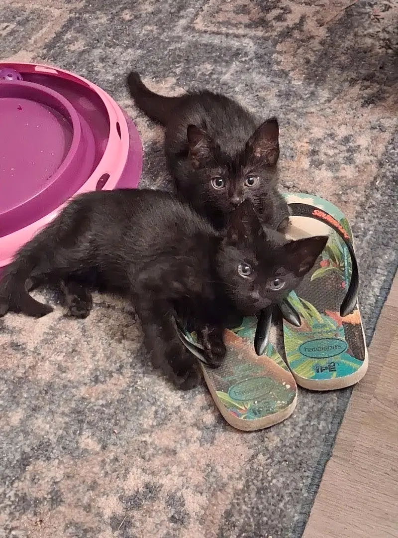 Cecil & Ernest, photo 3