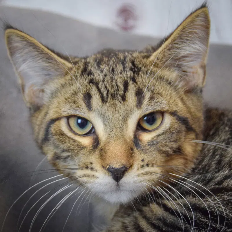 Ares, a male Tabby kitten up for adoption