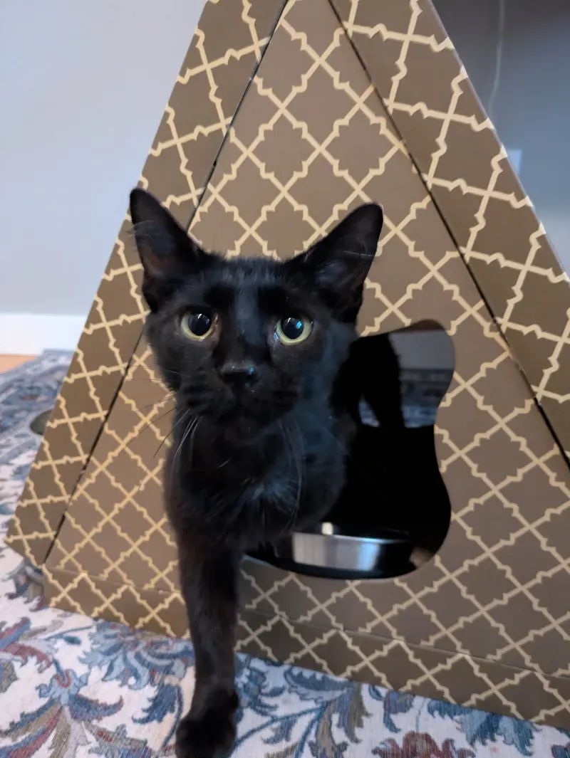 Savvy, an adult female cat up for adoption