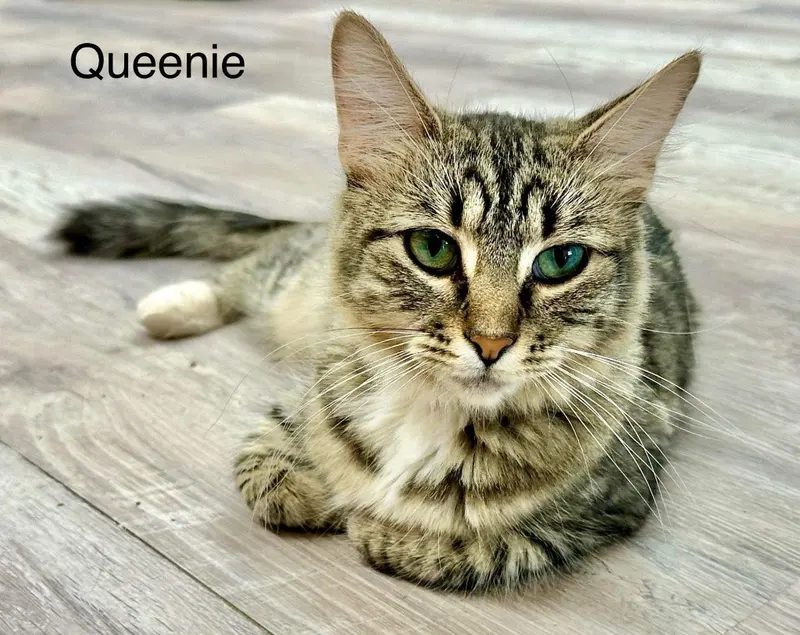 Queenie, an adult female Tabby cat up for adoption