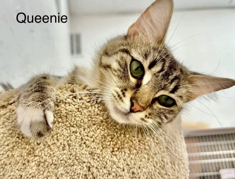 Queenie, photo 2
