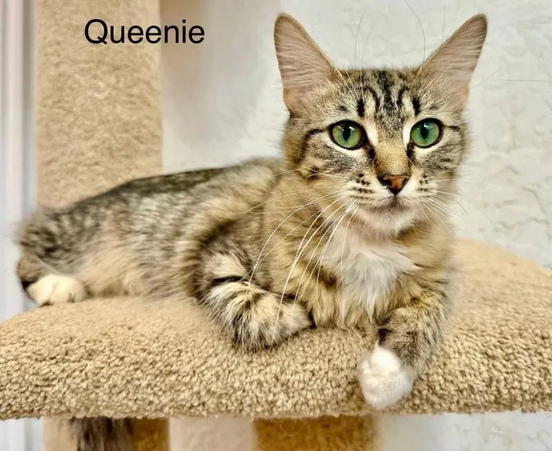 Queenie, photo 3