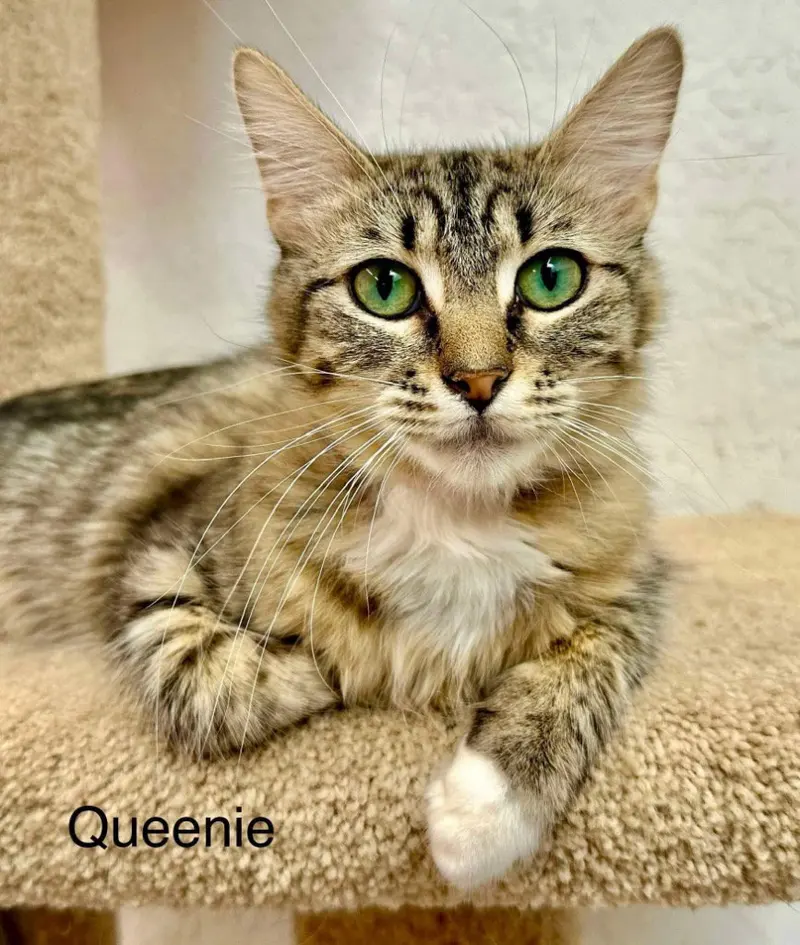 Queenie, photo 4