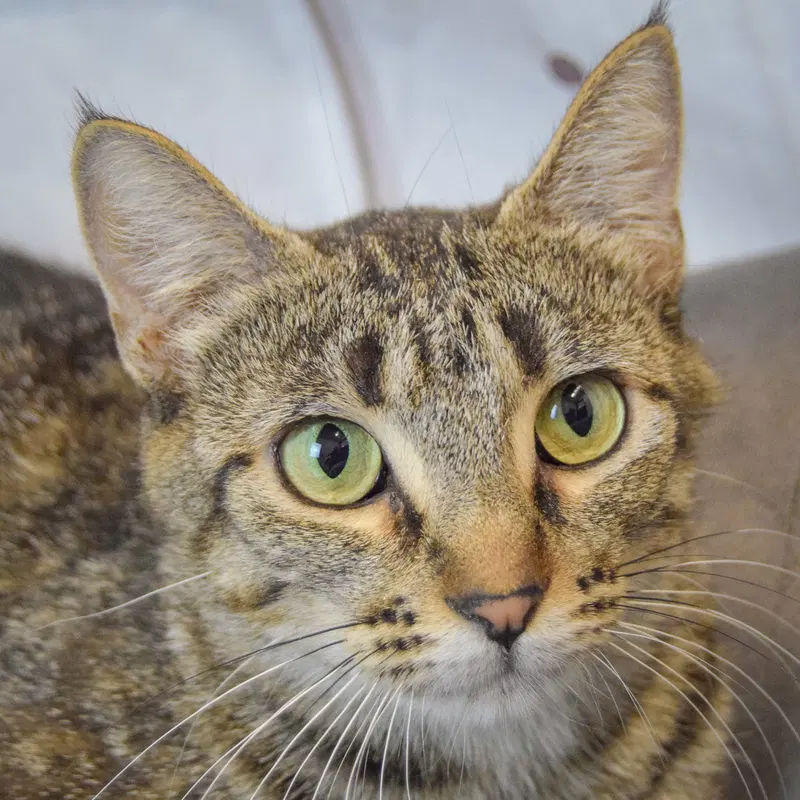 Molly, a young female Tabby cat up for adoption