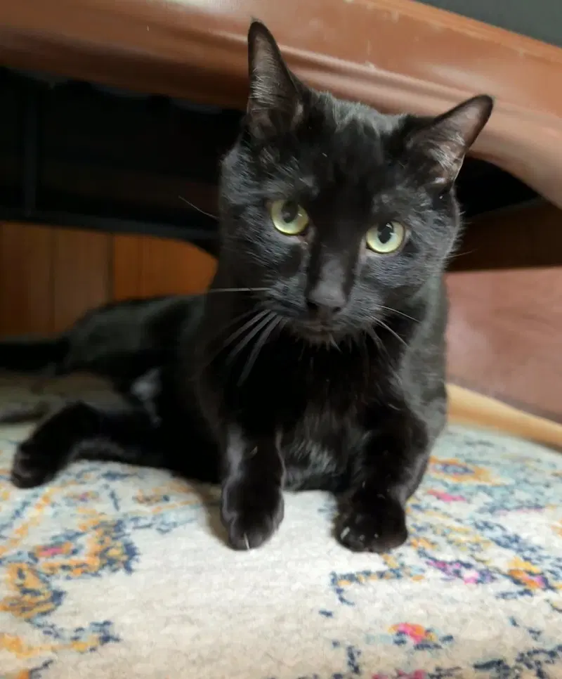 Luna, a young male cat up for adoption