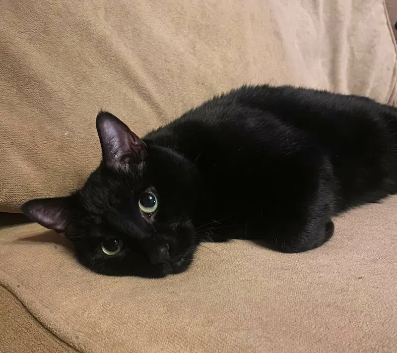 Luna, photo 4
