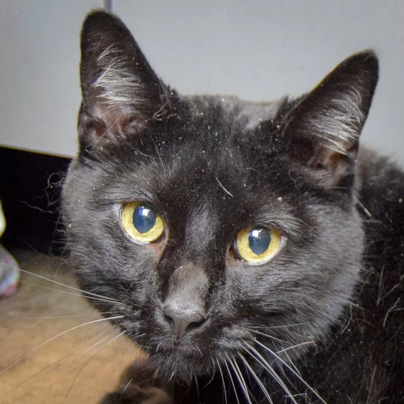Milo, an adult male Bombay cat up for adoption