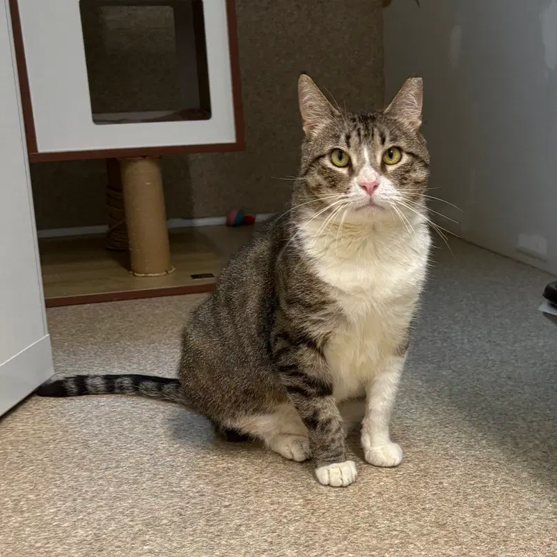 Bandit, an adult male cat up for adoption