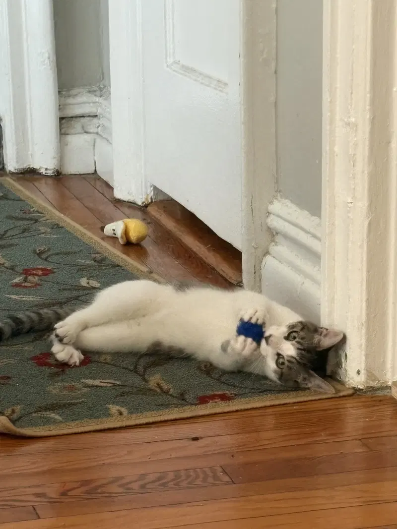 Suki & Sokka, photo 4