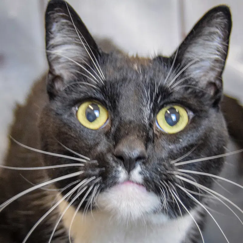 Pike, an adult male Tuxedo cat up for adoption