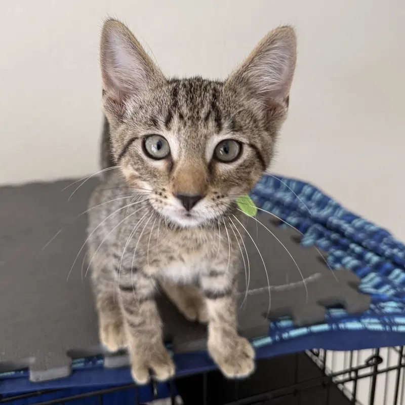 Banner, a male kitten up for adoption