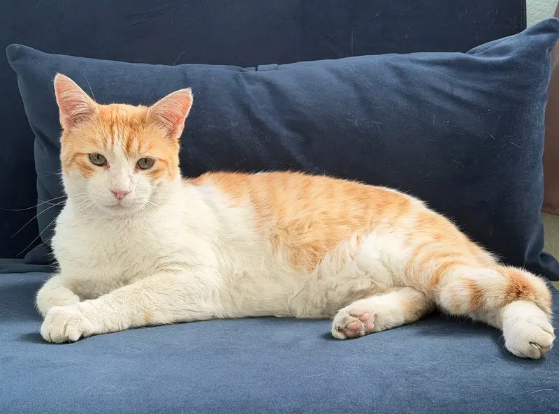 Walter, an adult male Tabby cat up for adoption