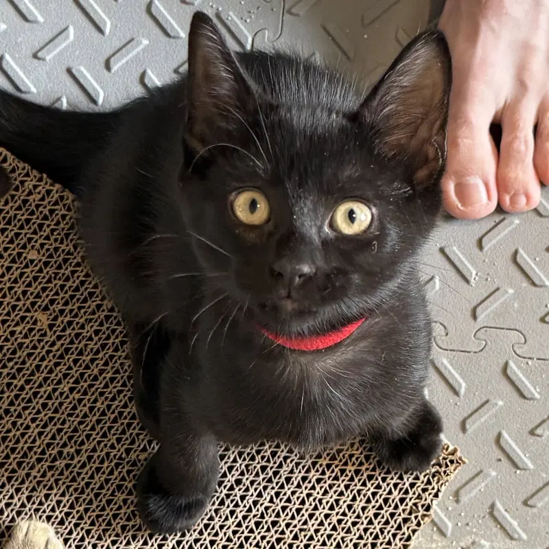 Stark, a male kitten up for adoption