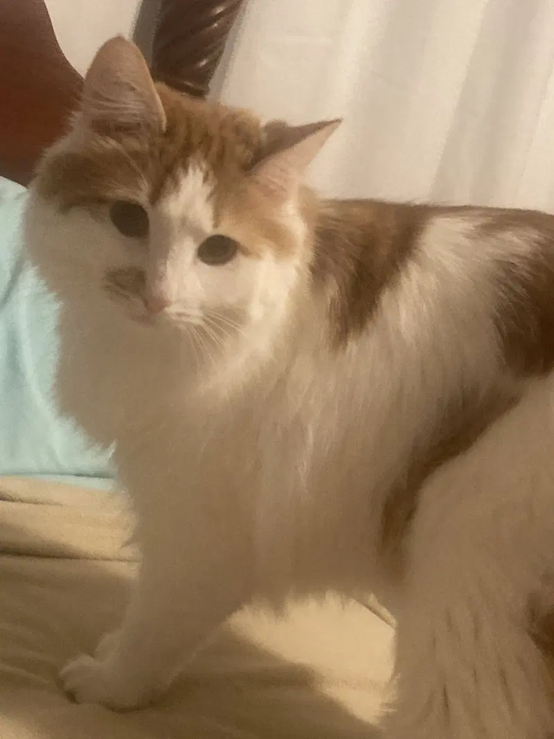 Charlie, an adult female cat up for adoption